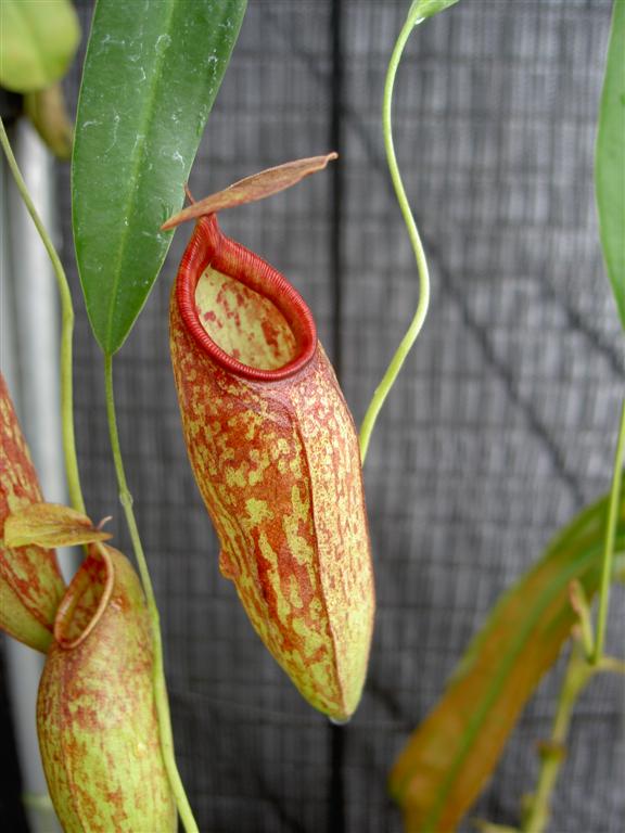 Nepenthes thorelii x aristolochoides